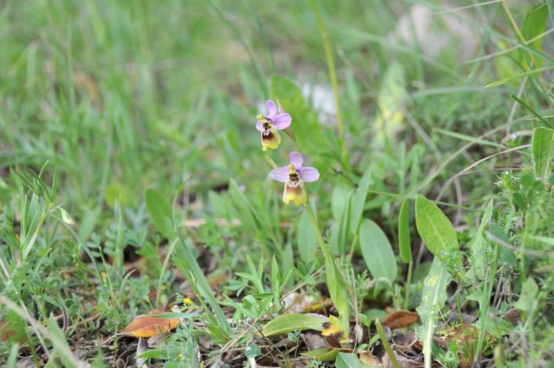 Ophrys tentredinifera